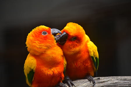 shallow focus photography of two yellow-orange birds thumbnail
