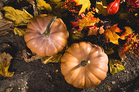 food, healthy, garden, farm thumbnail