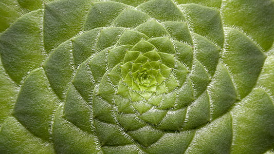 close up photography green leaf plant thumbnail