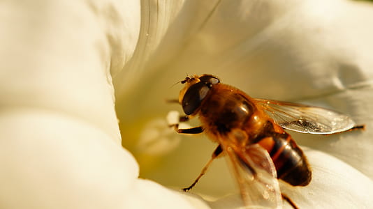 nature, animal, blur, flower thumbnail