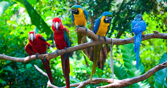 selective focus photography of two scarlet and three blue-and-yellow macaws perching on branch thumbnail