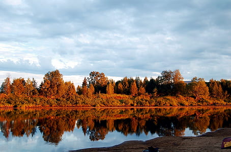 brown trees and river at daytime thumbnail