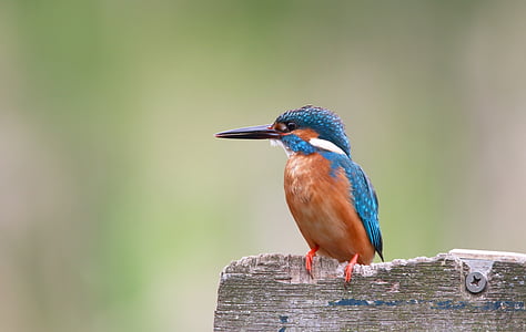 shallow focus photography of brown and blue long-beaked bird thumbnail