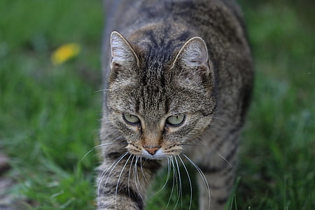 brown tabby cat walking thumbnail