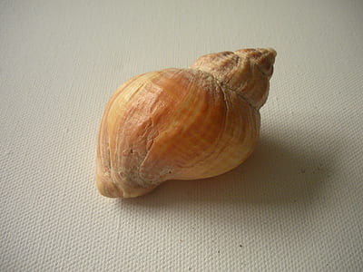 brown sea shell thumbnail