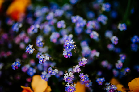 purple flowers thumbnail