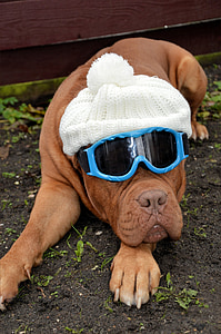 american bull wearing blue snow googles and ball hat thumbnail