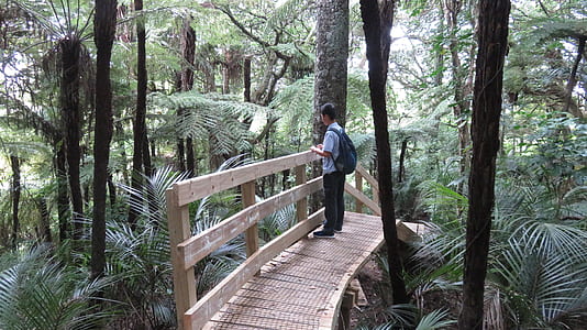 Person on Wooden Bridge Surrounded By Trees thumbnail