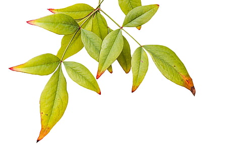 green leaf plant thumbnail