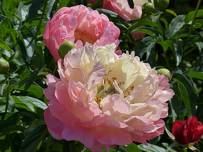 pink and white petaled flowers with green leaves thumbnail