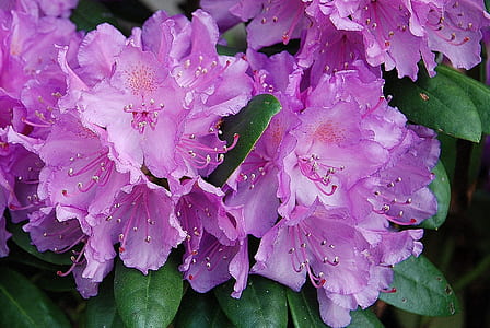 selective focus photography of purple petaled flowers thumbnail