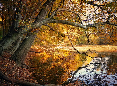 body of water surrounded by trees thumbnail