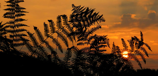 silhouette of plant thumbnail