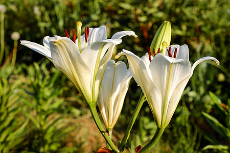 close up photography of white petaled flower thumbnail