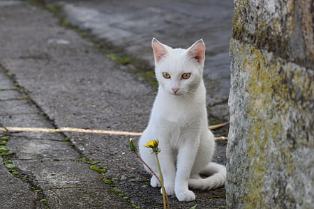 white cat sitting near gray concrete wall thumbnail