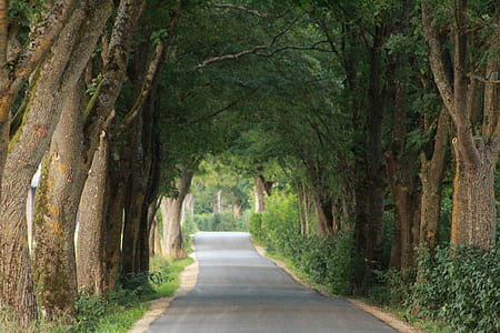 green trees near gray concrete road thumbnail