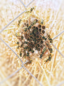 bees on honeycomb thumbnail