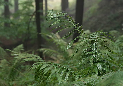 closeup photo of green fern plant during daytime thumbnail