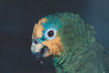 green, yellow, and blue parrot thumbnail