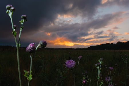 purple flower and green grass field thumbnail