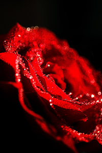 close-up photography, red rose, rose, flower thumbnail