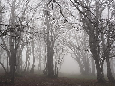 photo of lifeless trees with fog thumbnail