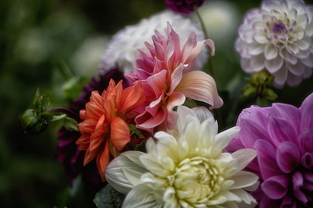 white, pink, orange, and purple petal flowers thumbnail