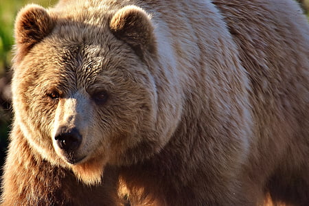 close up photo of grizzly bear thumbnail