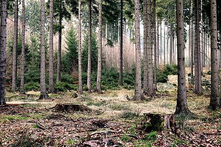 wood, nature, forest, trees thumbnail
