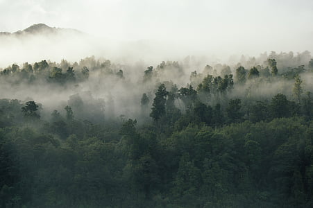 green leafed trees thumbnail