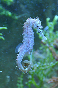 shallow focus photo of gray seahorse thumbnail
