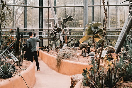 person standing surrounded with succulent plants thumbnail
