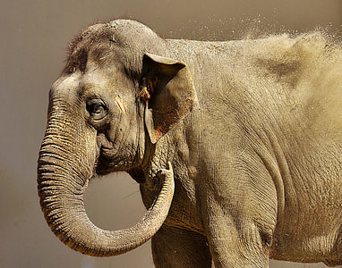 animal photography of gray Elephant in gray background thumbnail
