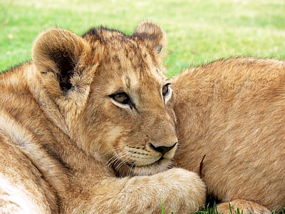 photo of female lion during daylight thumbnail
