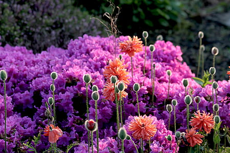purple flowers thumbnail