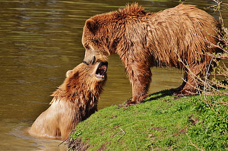 two brown bear in body of water at daytime thumbnail