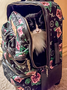 black and red floral luggage with Toxido cat thumbnail