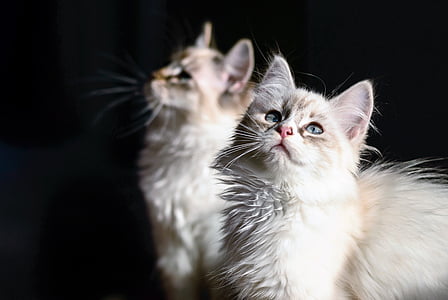 two white Persian cats thumbnail