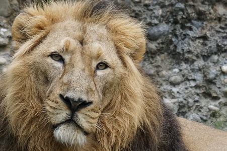 brown lion thumbnail
