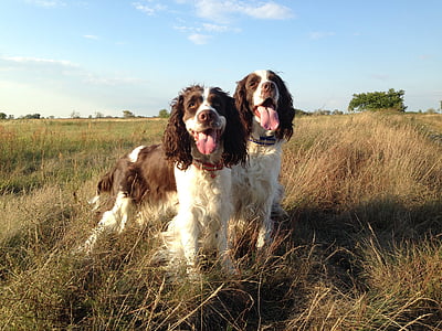 two tan and white English springer spaniels thumbnail