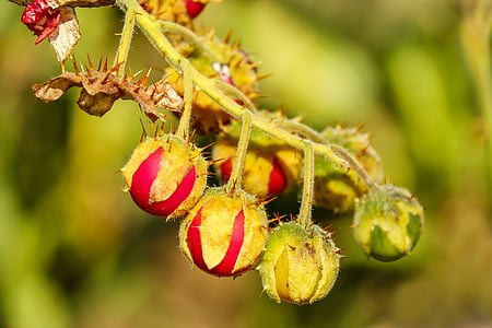 tilt shift focus photography of red and green flower bud thumbnail