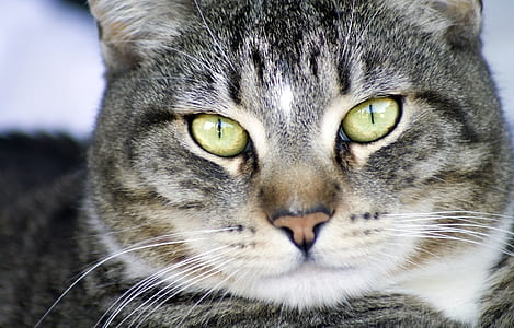 silver tabby cat thumbnail
