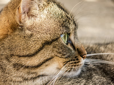 brown tabby cat thumbnail