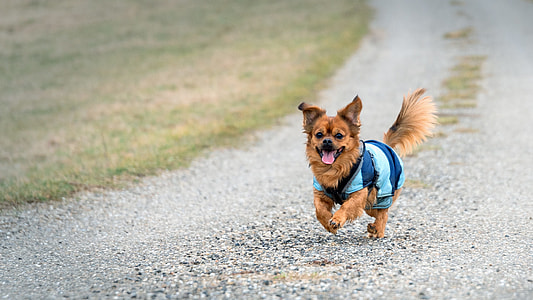 running brown dog with shirt during daytime thumbnail