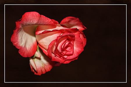 close-up photography of red rose flower thumbnail