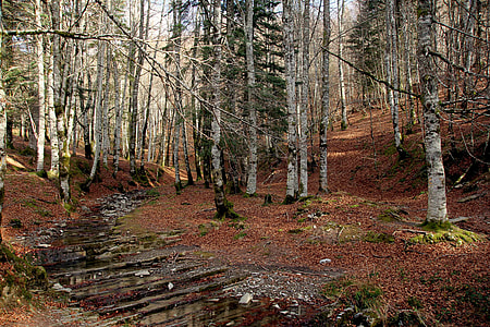 photo of fores thumbnail
