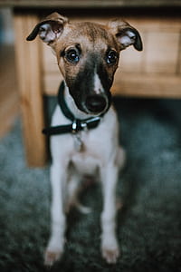 tan and white Italian greyhound puppy sitting on area rug thumbnail
