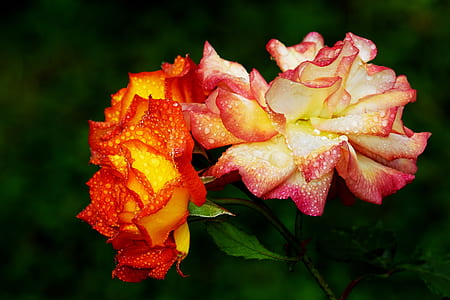 close-up photo of red-and-yellow roses with dews thumbnail