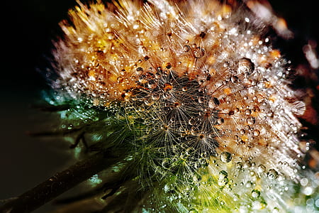 Dandelion seed with water drops thumbnail
