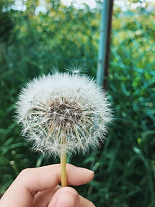 Person Holding Dandelion Flower At Daytime thumbnail